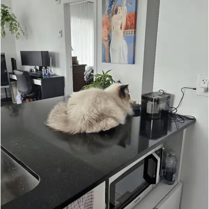 Premium UltraQuiet USB Cat Water Fountain Automatic Recirculating Pet Drinker 4