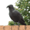Realistic Black Crow Decoy For Garden Bird Control And Yard Decor 5