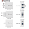 Universal 3 Port USB Travel Charger With EU US UK Plug 4