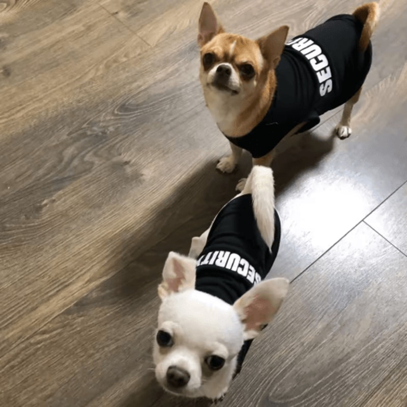 Summer Dog Security Vest Lightweight Puppy TShirt Costume For Small Dogs Cats 3