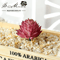 Lovely Mini Artificial Succulent Lotus Plant Decorative Ornament 4