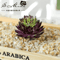 Lovely Mini Artificial Succulent Lotus Plant Decorative Ornament 10
