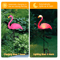 Solar Flamingo Garden Light Waterproof LED Stake Pathway Decor 8