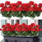Ever Bloom Silk Begonia Flowers UV Resistant Artificial Flower Decoration For Garden And Wedding 4
