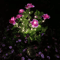 Solar Azalea Flower Garden Lights Waterproof LED Outdoor Pathway Decor 2