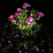 Solar Azalea Flower Garden Lights Waterproof LED Outdoor Pathway Decor 2