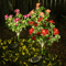 Solar Azalea Flower Garden Lights Waterproof LED Outdoor Pathway Decor 0