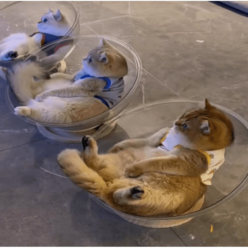 Clear Capsule Cat Bed Hammock Removable AllSeason Cozy Nest 5