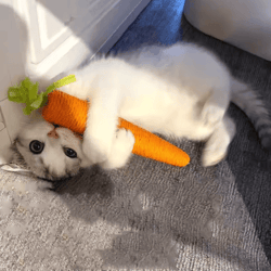carrot cat chew toy set – interactive anti-bite & teething stick for cats