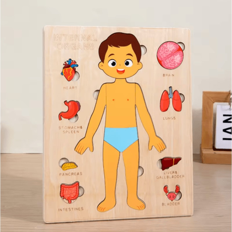 Montessori Human Body Busy Board Educational Puzzle Body Parts Learning Toy For Toddlers 3