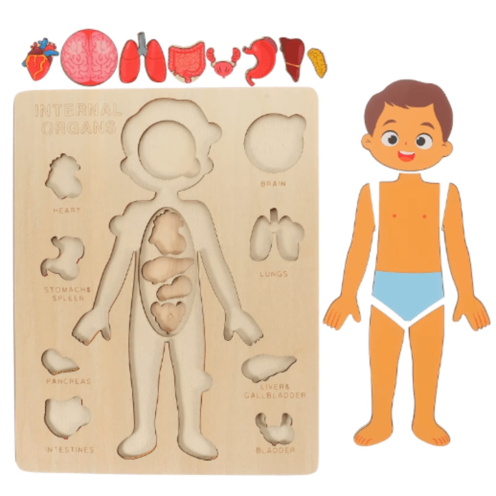 Montessori Human Body Busy Board Educational Puzzle Body Parts Learning Toy For Toddlers 6