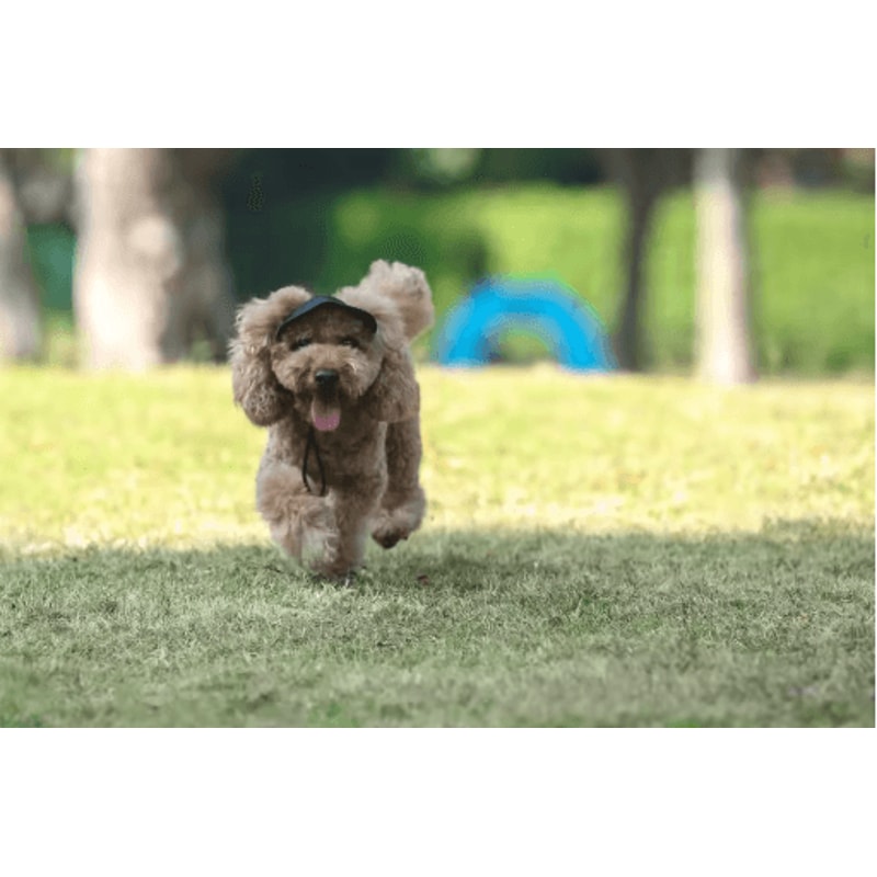 Adjustable Dog Baseball Cap Cute Pet Sun Hat With Ear Holes For Outdoor Use 10