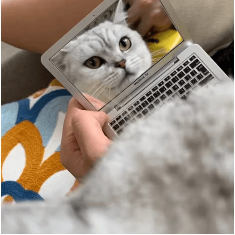 Mini Cat Laptop Toy Mirror Interactive Dollhouse Computer For Kittens 4