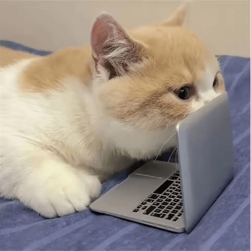 Mini Cat Laptop Toy Mirror Interactive Dollhouse Computer For Kittens 5