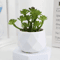 Artificial Succulent Bonsai Set Mini Evergreen Cactus Plants For Desk Home Decor 5