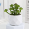 Artificial Succulent Bonsai Set Mini Evergreen Cactus Plants For Desk Home Decor 5