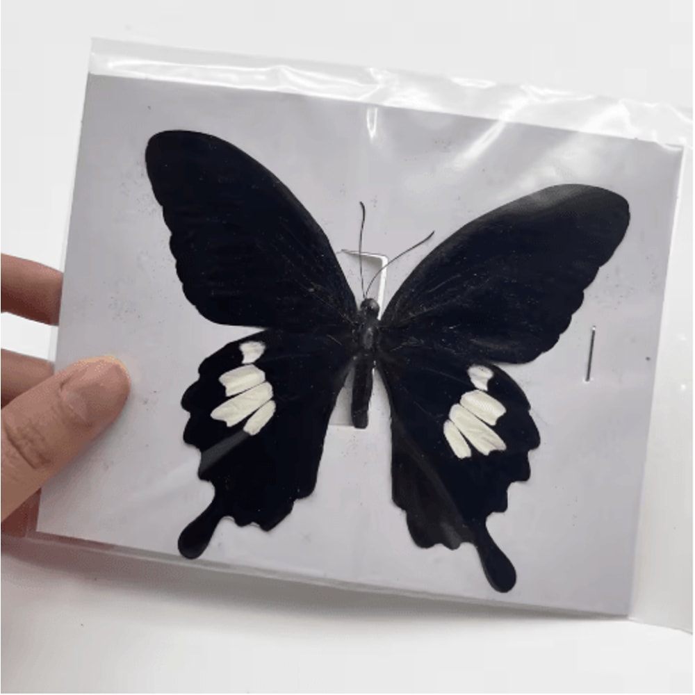 Real Butterfly Specimens Display Set Natural Insect Collection Art For Home Decor 10100pcs 2