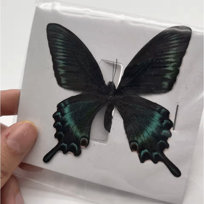 Real Butterfly Specimens Display Set Natural Insect Collection Art For Home Decor 10100pcs 3