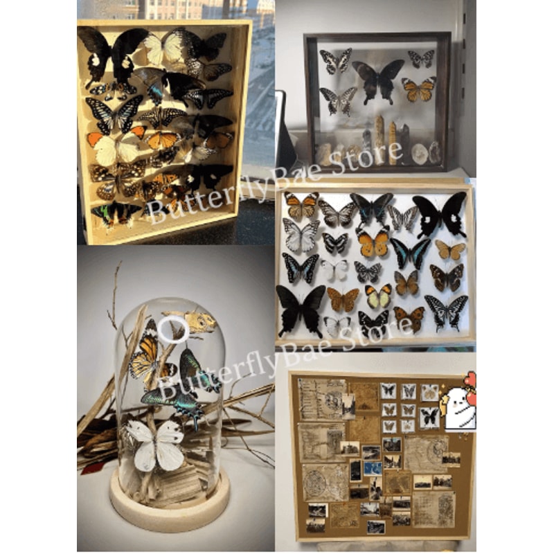 Real Butterfly Specimens Display Set Natural Insect Collection Art For Home Decor 10100pcs 4