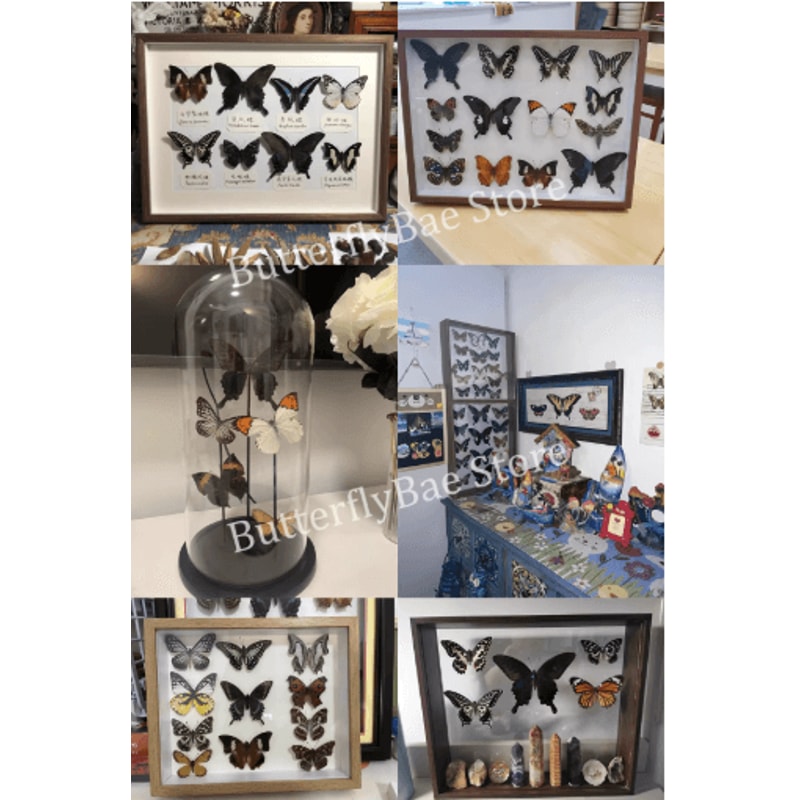 Real Butterfly Specimens Display Set Natural Insect Collection Art For Home Decor 10100pcs 5