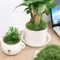 Artificial Moss Grass For DIY Crafts Mini Landscape Fake Grass For Home Garden Decor 30g500g 10