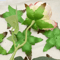 Realistic Artificial Rose Leaves Set DIY Floral Accessories For Bouquets Decorations 50100pcs 4