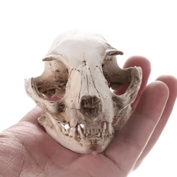 realistic cat skull model resin animal skeleton replica for decor & study