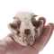 Realistic Cat Skull Model Resin Animal Skeleton Replica For Decor Study 0