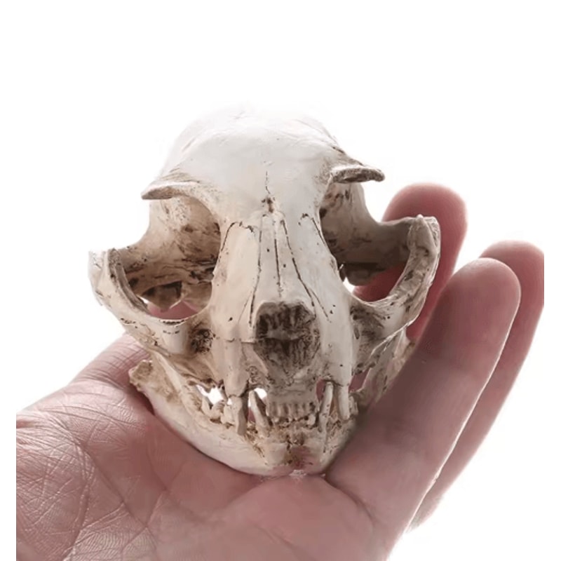 Realistic Cat Skull Model Resin Animal Skeleton Replica For Decor Study 0