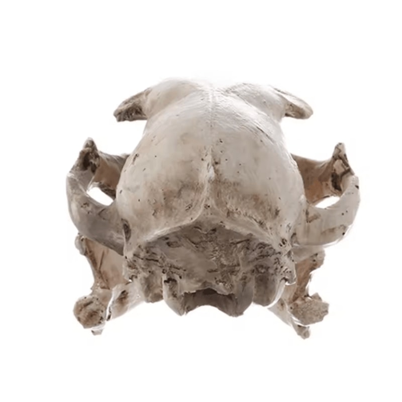 Realistic Cat Skull Model Resin Animal Skeleton Replica For Decor Study 1