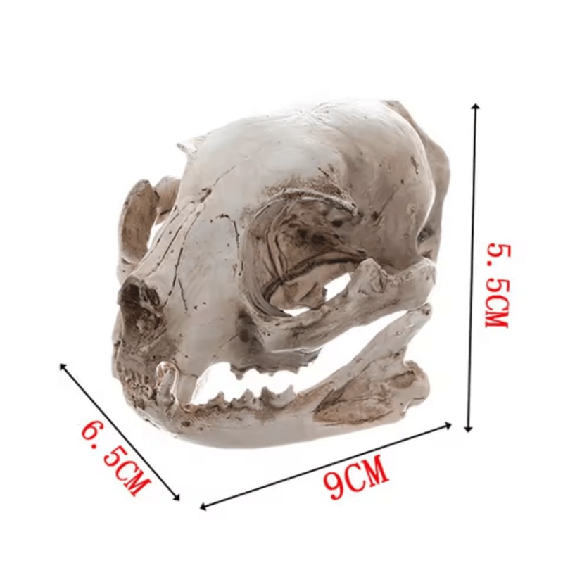 Realistic Cat Skull Model Resin Animal Skeleton Replica For Decor Study 2