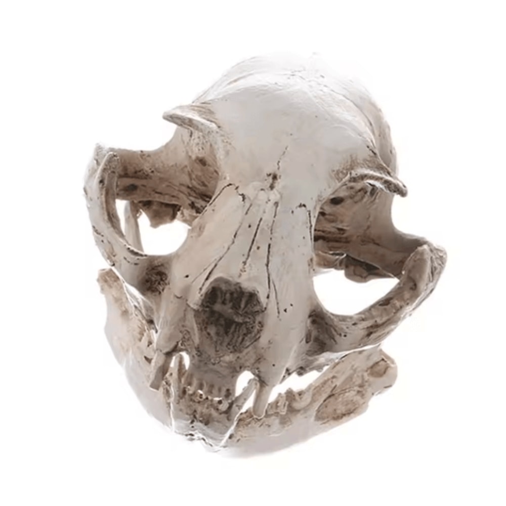 Realistic Cat Skull Model Resin Animal Skeleton Replica For Decor Study 3