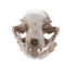 Realistic Cat Skull Model Resin Animal Skeleton Replica For Decor Study 4