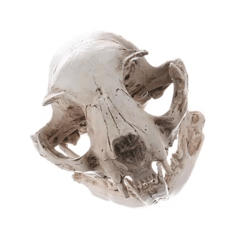 Realistic Cat Skull Model Resin Animal Skeleton Replica For Decor Study 5