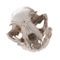 Realistic Cat Skull Model Resin Animal Skeleton Replica For Decor Study 5
