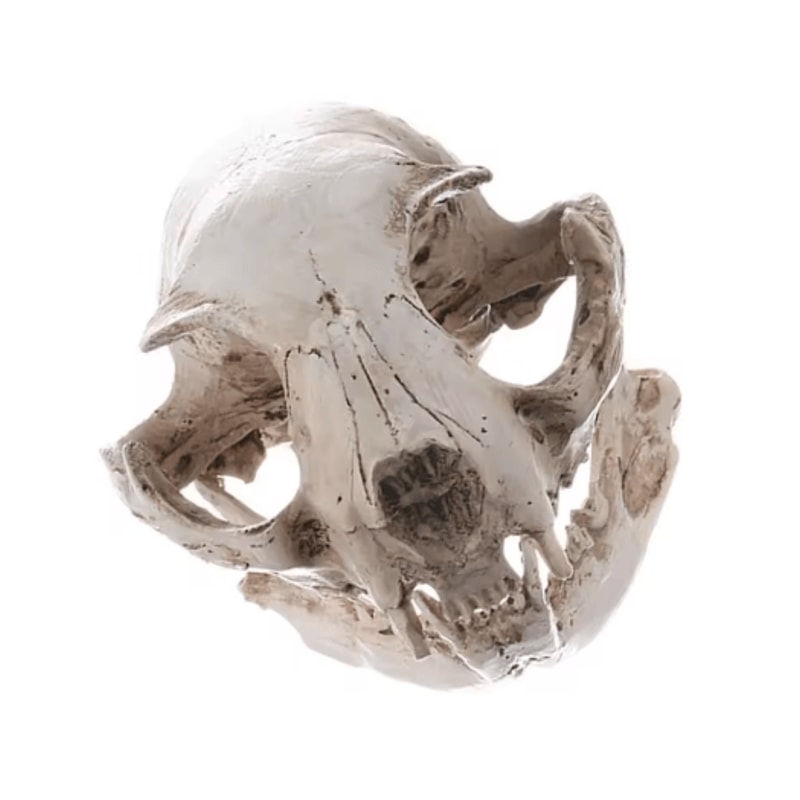 Realistic Cat Skull Model Resin Animal Skeleton Replica For Decor Study 5