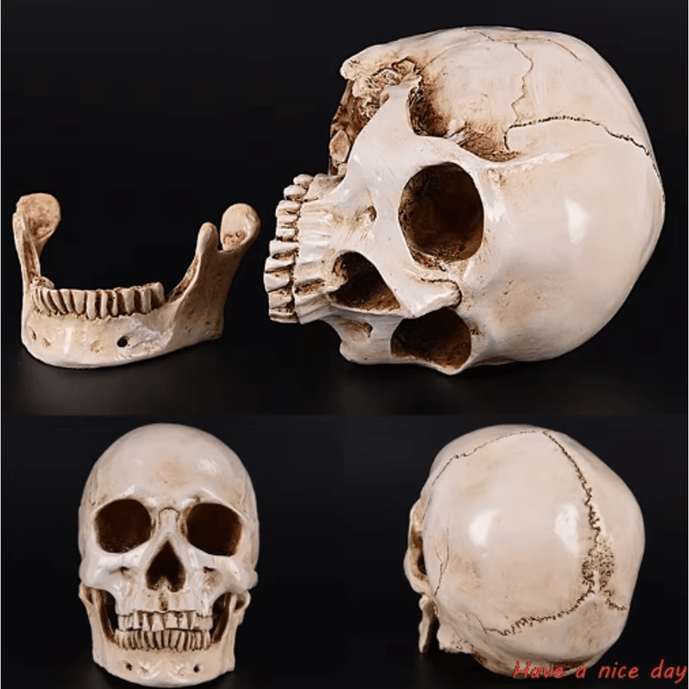 Lifesize Human Skull Resin Model Realistic Anatomy Head Replica For Decor Study 1