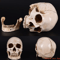 Lifesize Human Skull Resin Model Realistic Anatomy Head Replica For Decor Study 1