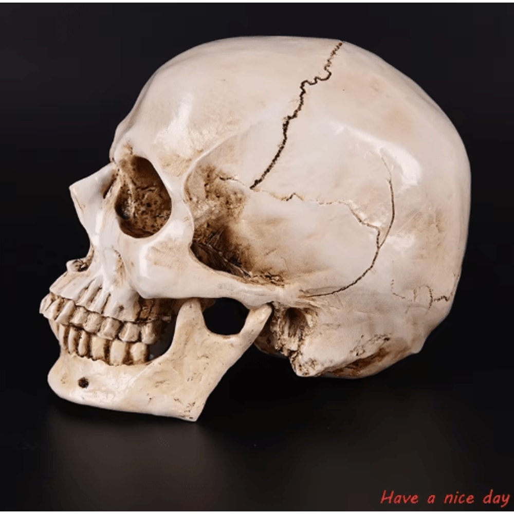 Lifesize Human Skull Resin Model Realistic Anatomy Head Replica For Decor Study 2