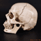 Lifesize Human Skull Resin Model Realistic Anatomy Head Replica For Decor Study 2