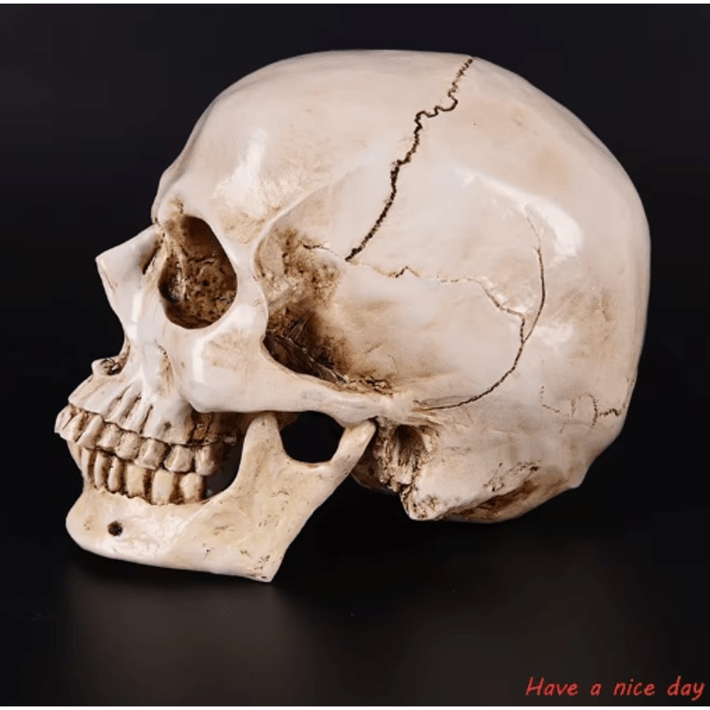 Lifesize Human Skull Resin Model Realistic Anatomy Head Replica For Decor Study 2