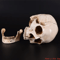 Lifesize Human Skull Resin Model Realistic Anatomy Head Replica For Decor Study 3