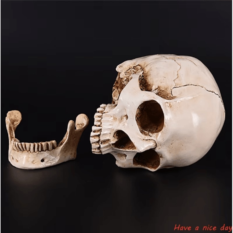 Lifesize Human Skull Resin Model Realistic Anatomy Head Replica For Decor Study 3