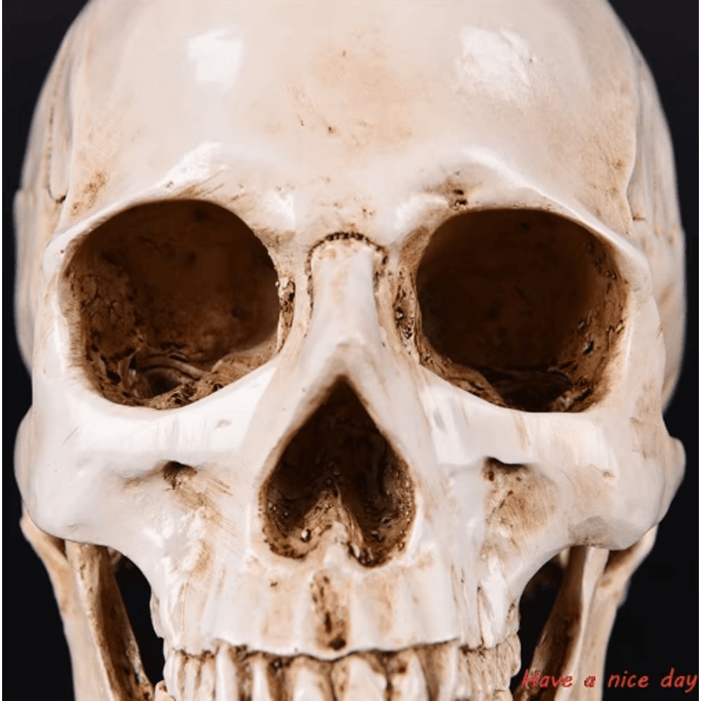 Lifesize Human Skull Resin Model Realistic Anatomy Head Replica For Decor Study 4