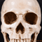 Lifesize Human Skull Resin Model Realistic Anatomy Head Replica For Decor Study 4