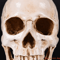 Lifesize Human Skull Resin Model Realistic Anatomy Head Replica For Decor Study 4