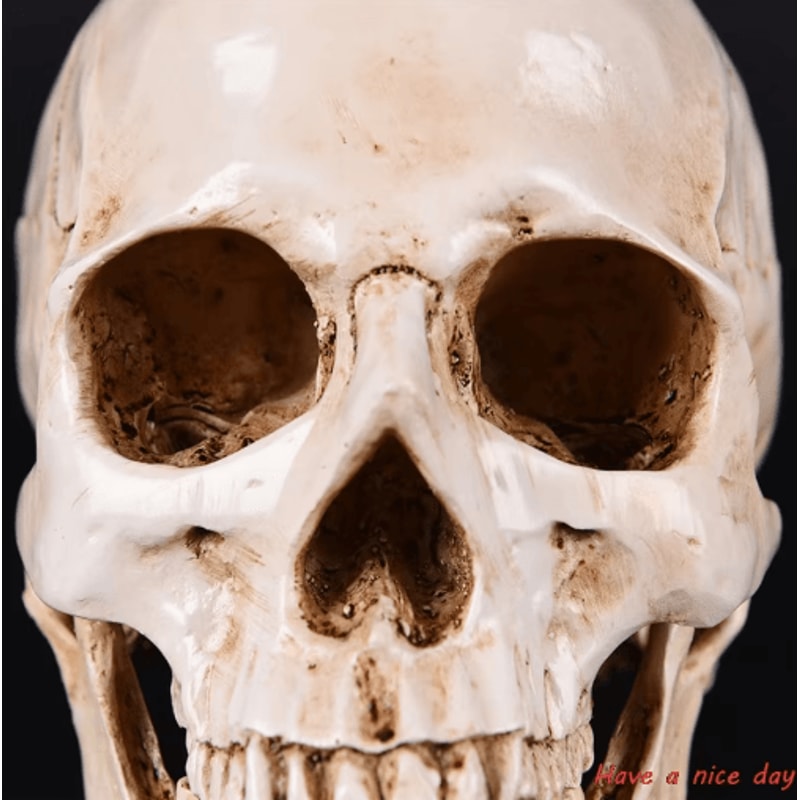 Lifesize Human Skull Resin Model Realistic Anatomy Head Replica For Decor Study 4