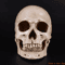 Lifesize Human Skull Resin Model Realistic Anatomy Head Replica For Decor Study 5