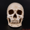 Lifesize Human Skull Resin Model Realistic Anatomy Head Replica For Decor Study 5
