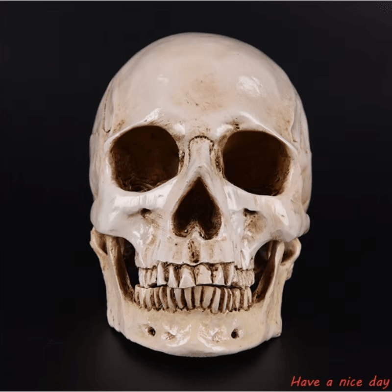 Lifesize Human Skull Resin Model Realistic Anatomy Head Replica For Decor Study 5